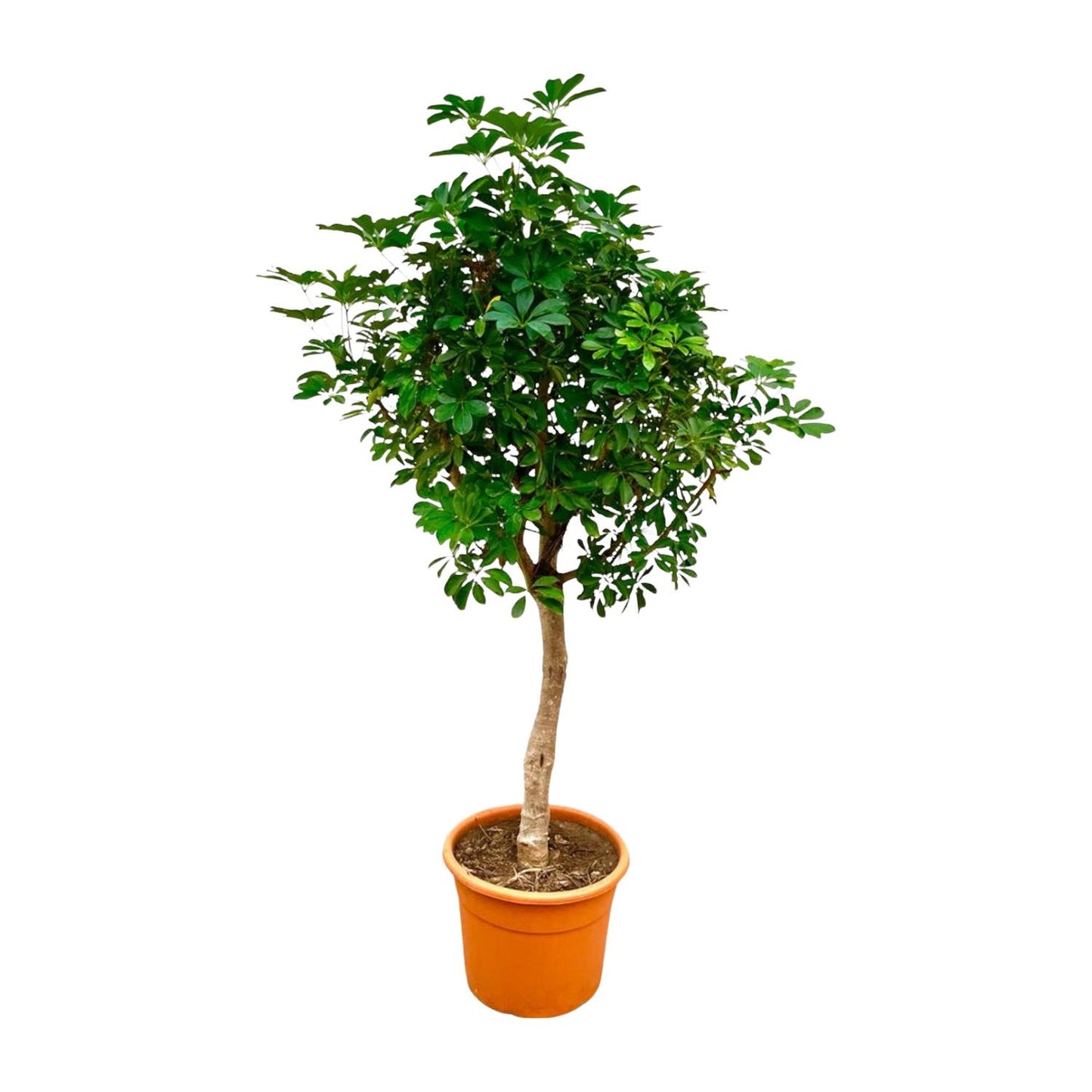 Schefflera op stam - 210cm - ø45