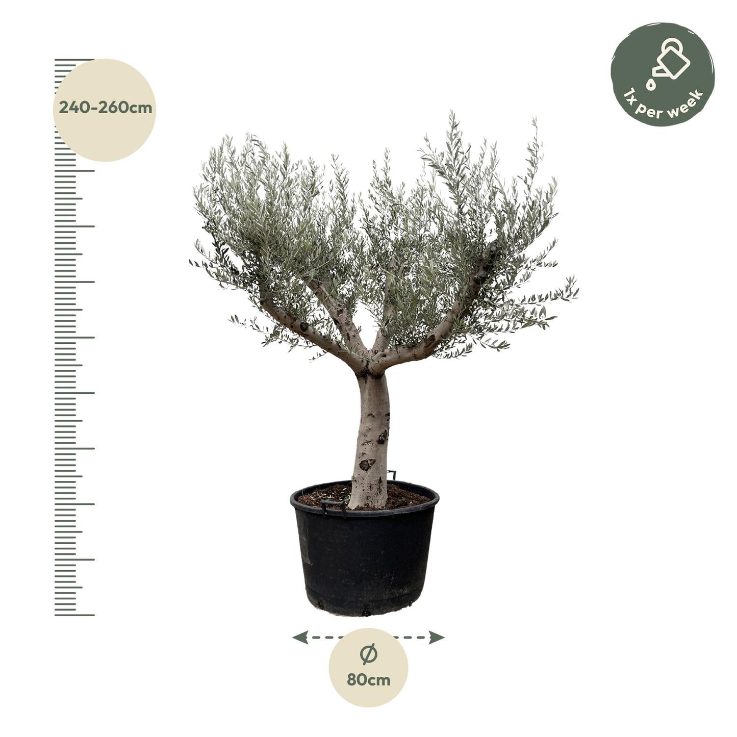 Olea Europaea Cultivo - 250cm- Ø80