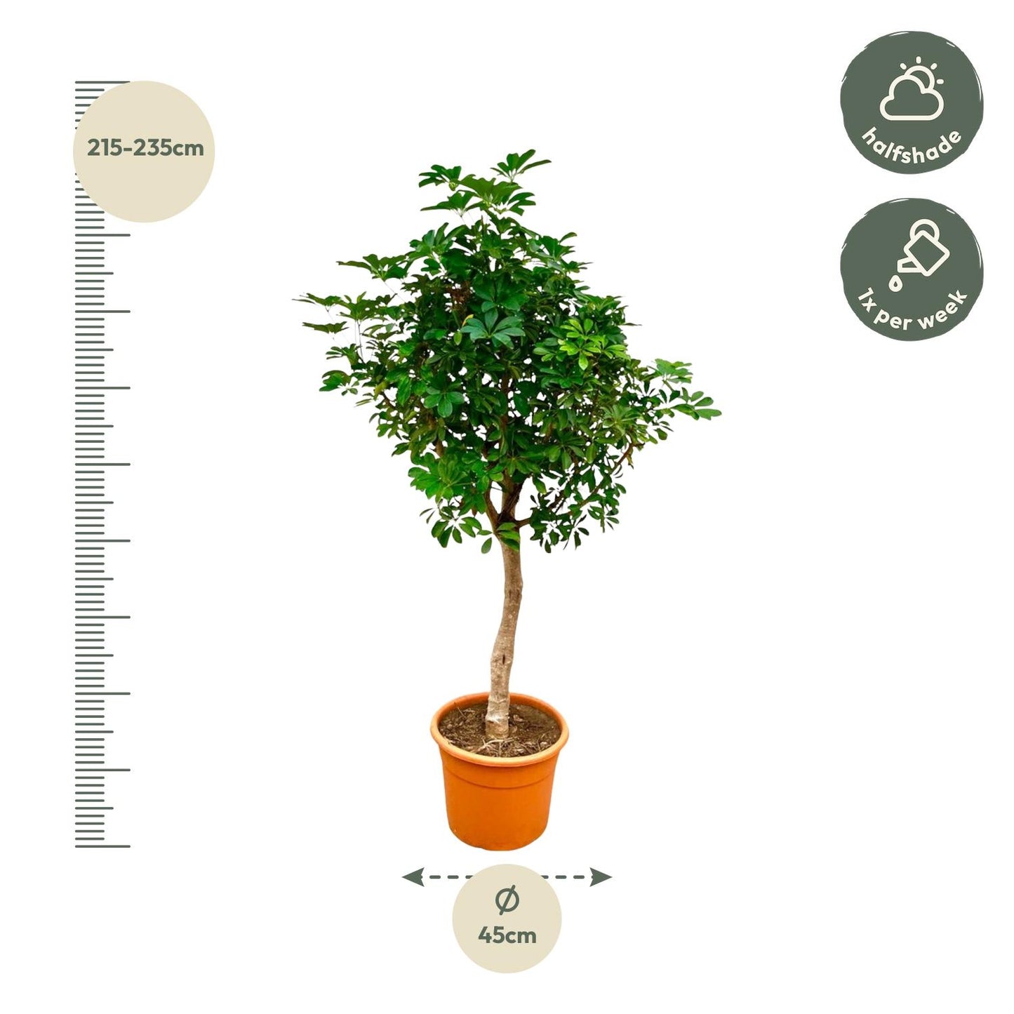 Schefflera op stam - 210cm - ø45