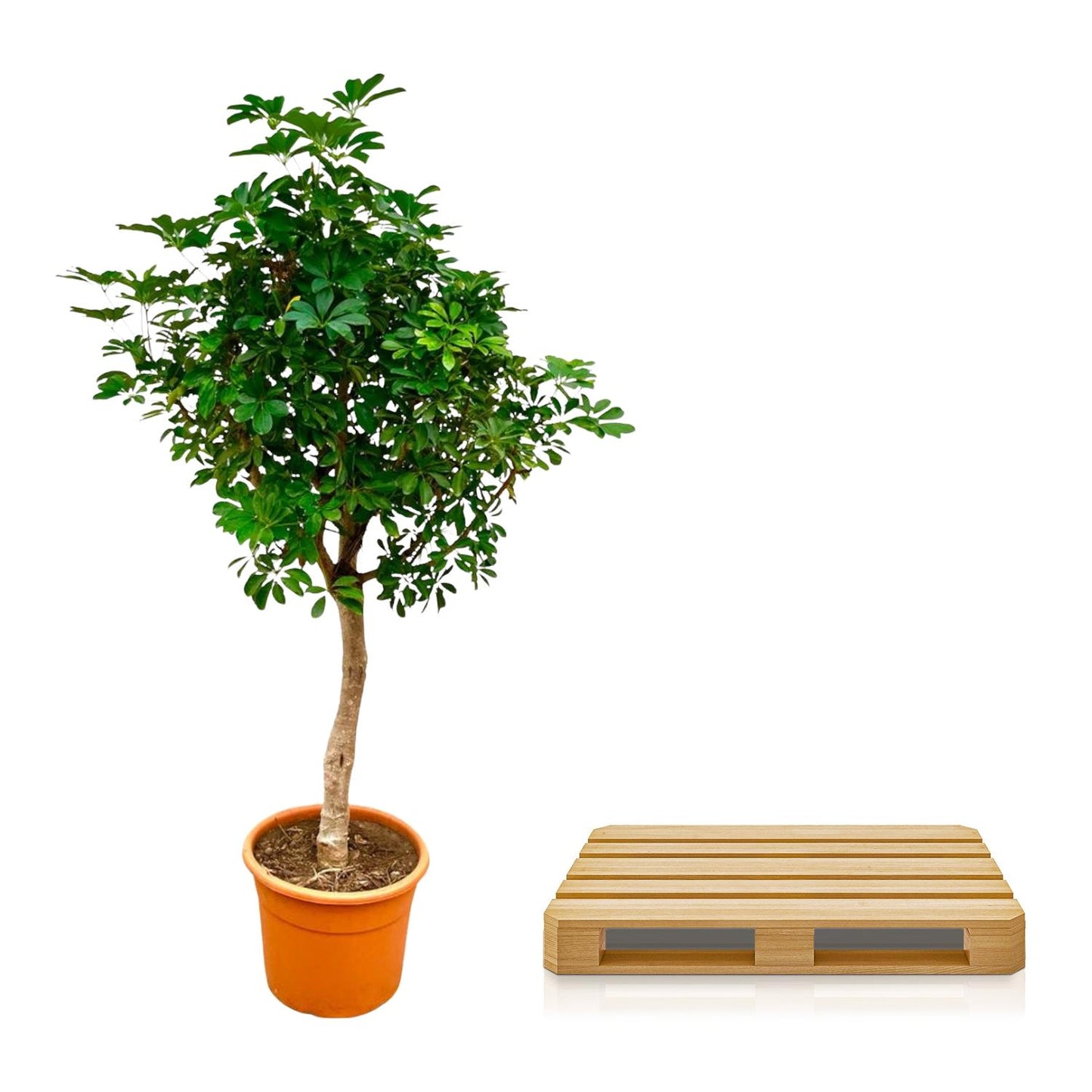 Schefflera op stam - 210cm - ø45