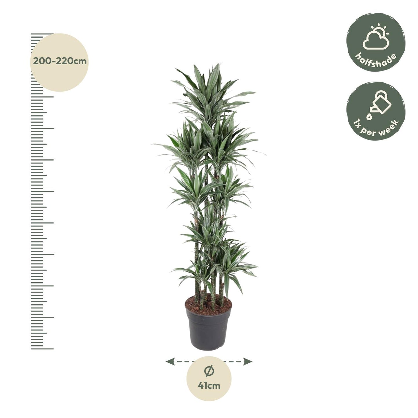 Dracaena Warneckei Carrousel - 210 cm - ø41