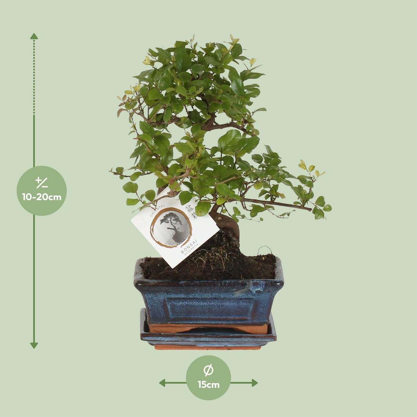 Bonsai S-vorm Ø15cm - ↕15cm