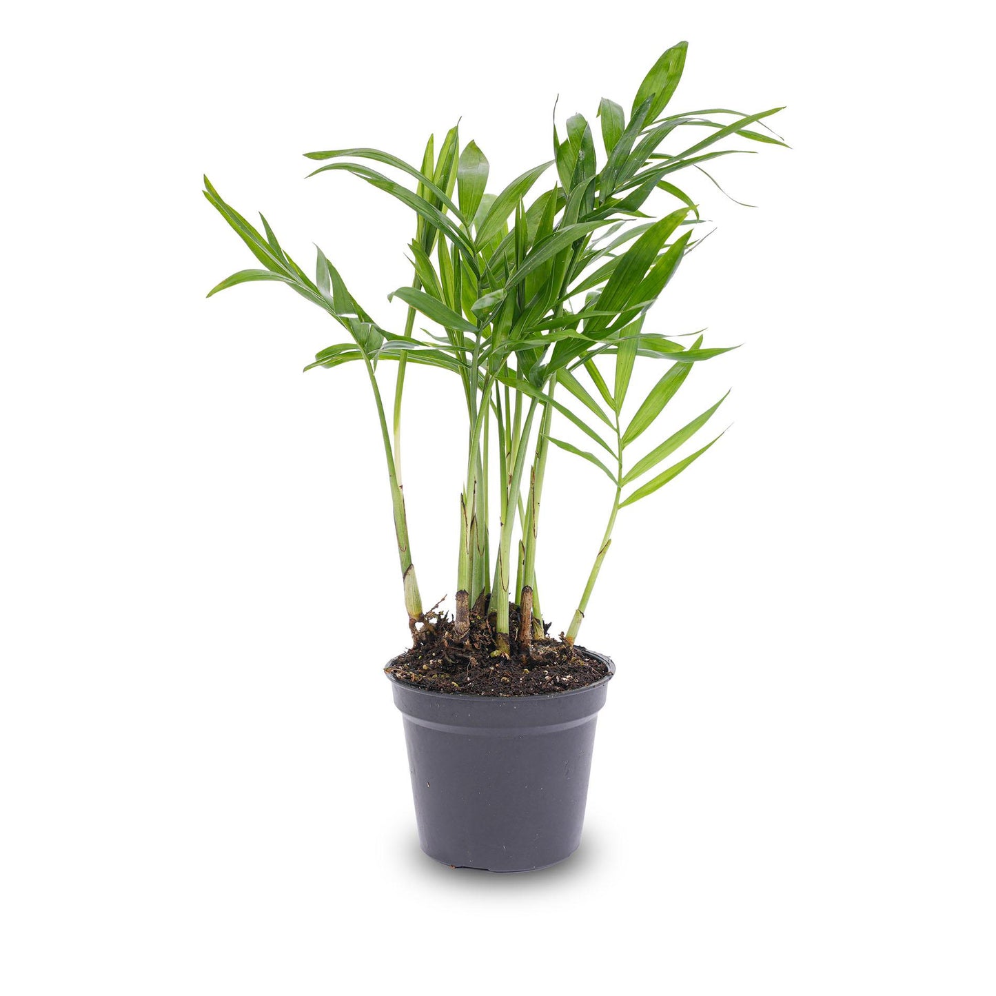 Parlour Palm - Chamaedorea elegans 'baby' - Terrarium plant - potmaat 6