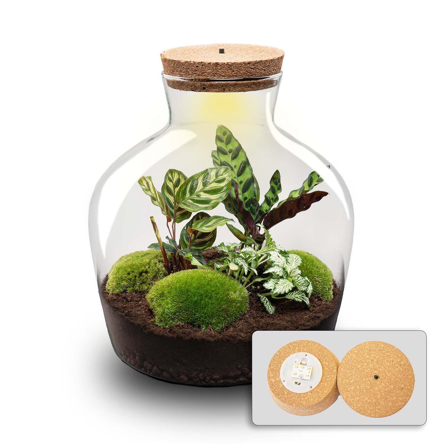 Terrarium - Fat Joe + LED - ? 30 cm