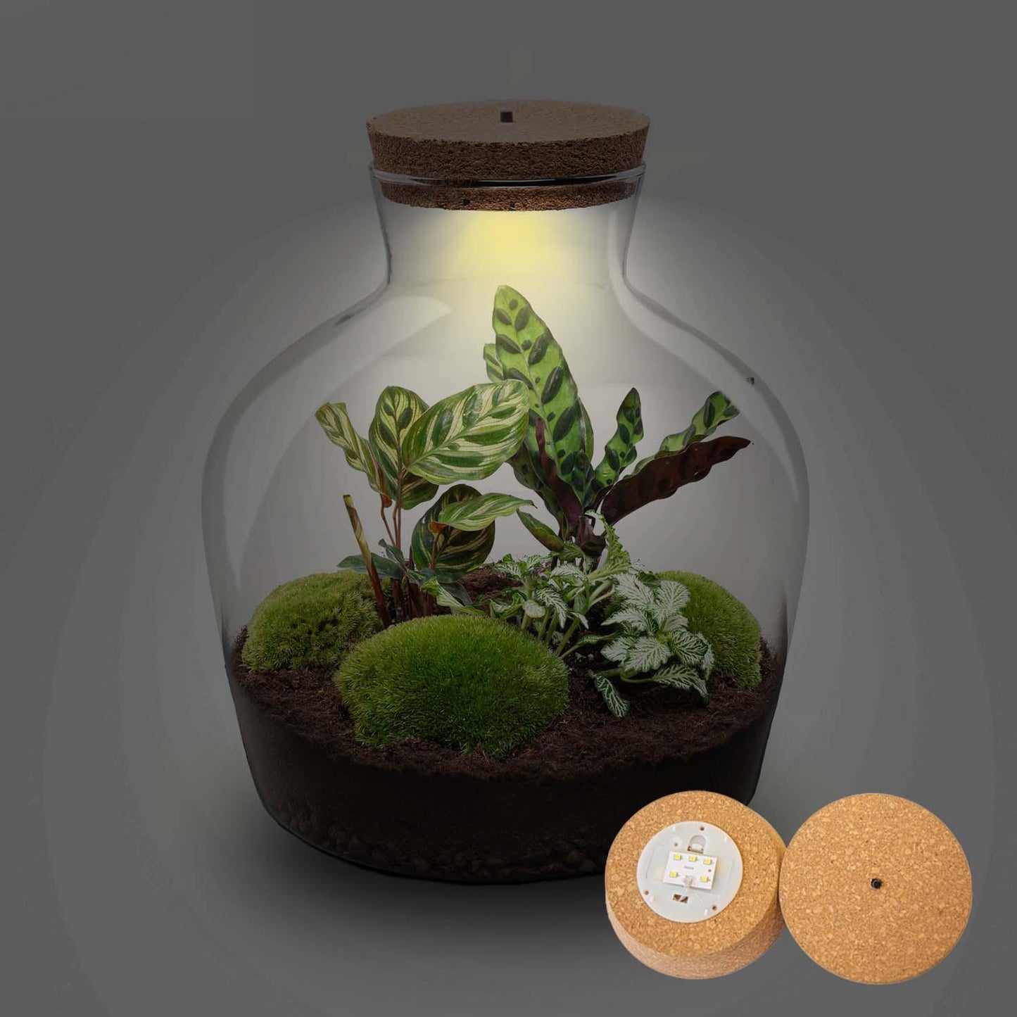 Terrarium - Fat Joe + LED - ? 30 cm