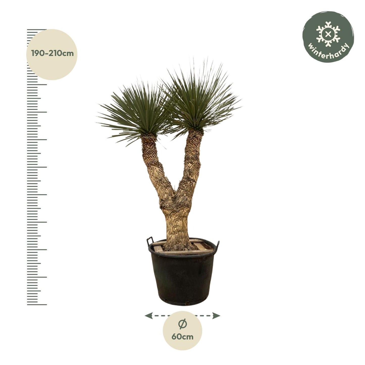 Yucca Rostrata Hidra - 200 cm - ø60