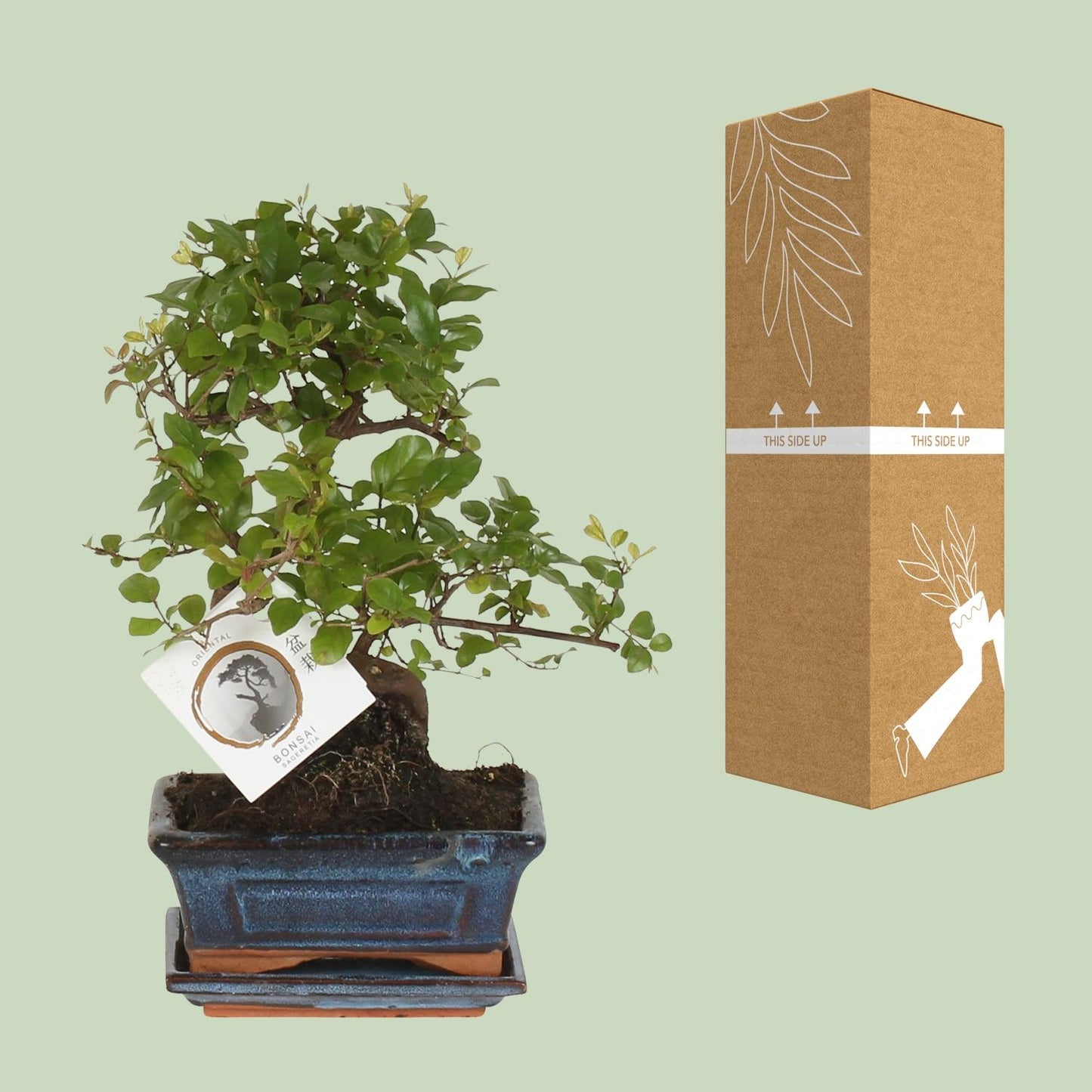 Bonsai S-vorm Ø15cm - ↕15cm