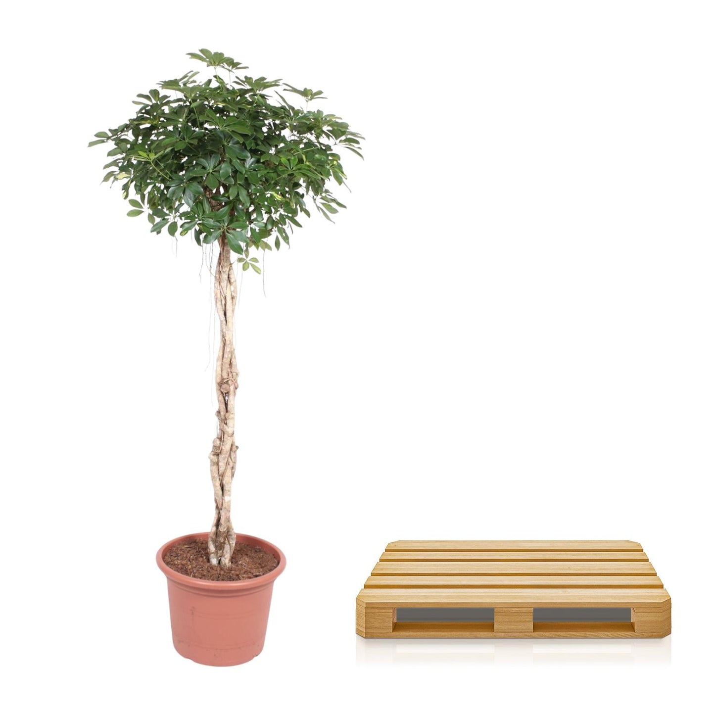 Schefflera Arboricola Compacta gevlochten stam - 200 cm - ø50